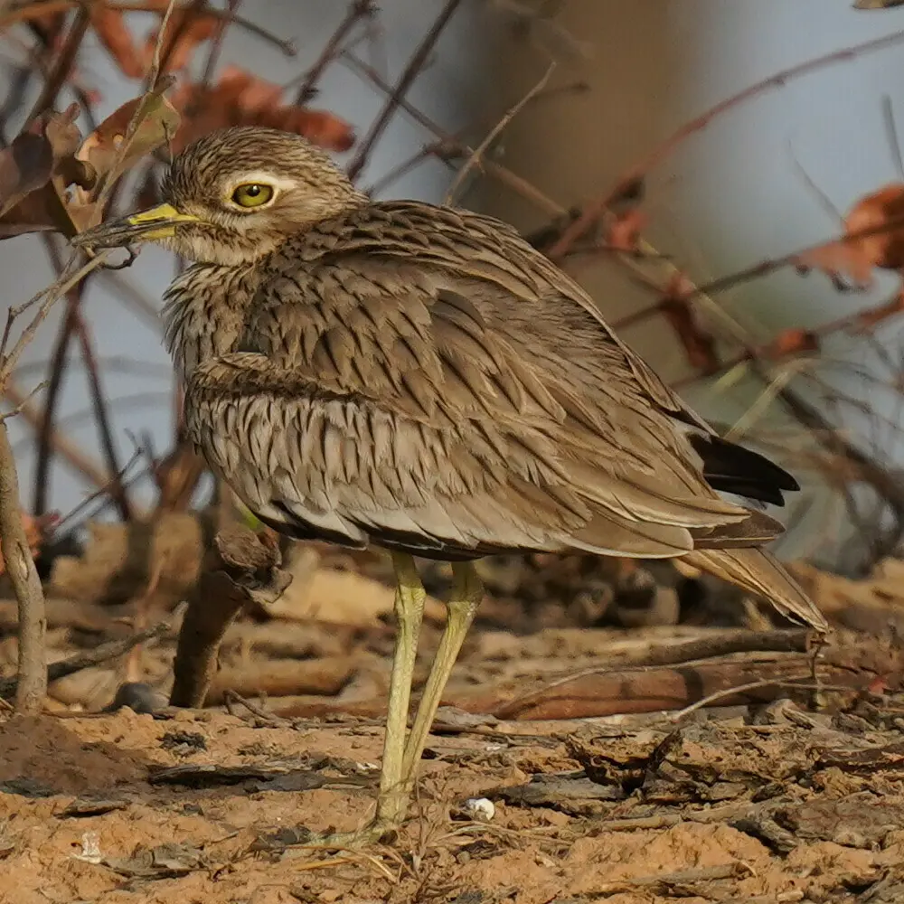 小石鸻（Burhinus senegalensis）