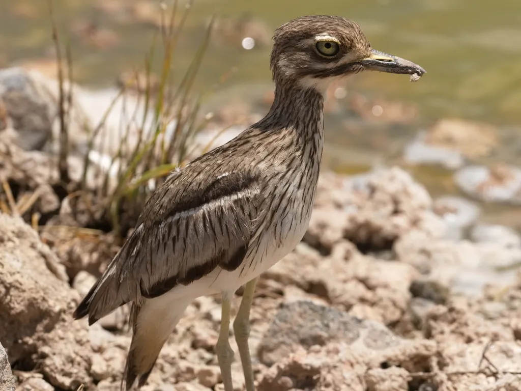 水石鸻(Burhinus vermiculatus)