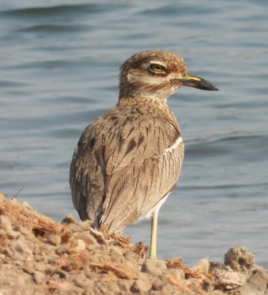水石鸻(Burhinus vermiculatus)