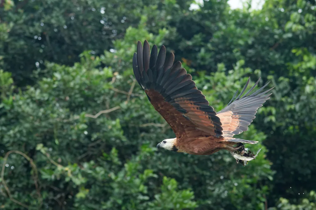 黑领鹰(Busarellus nigricollis)