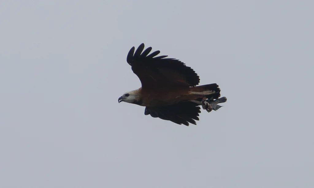 黑领鹰(Busarellus nigricollis)