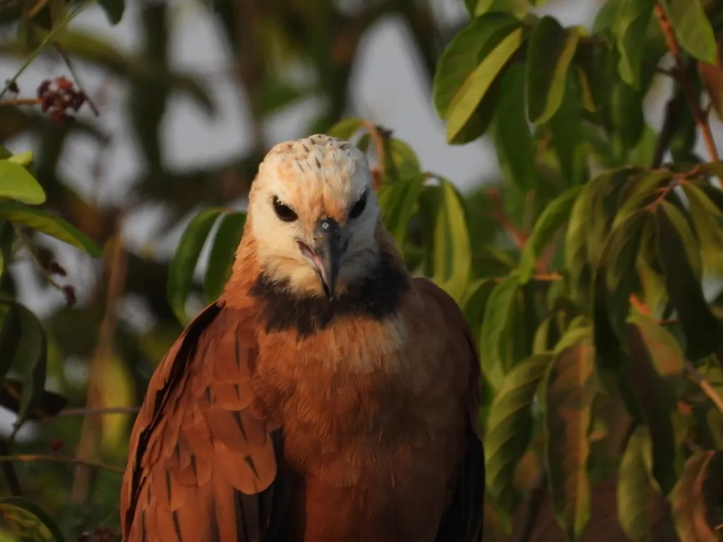 黑领鹰(Busarellus nigricollis)