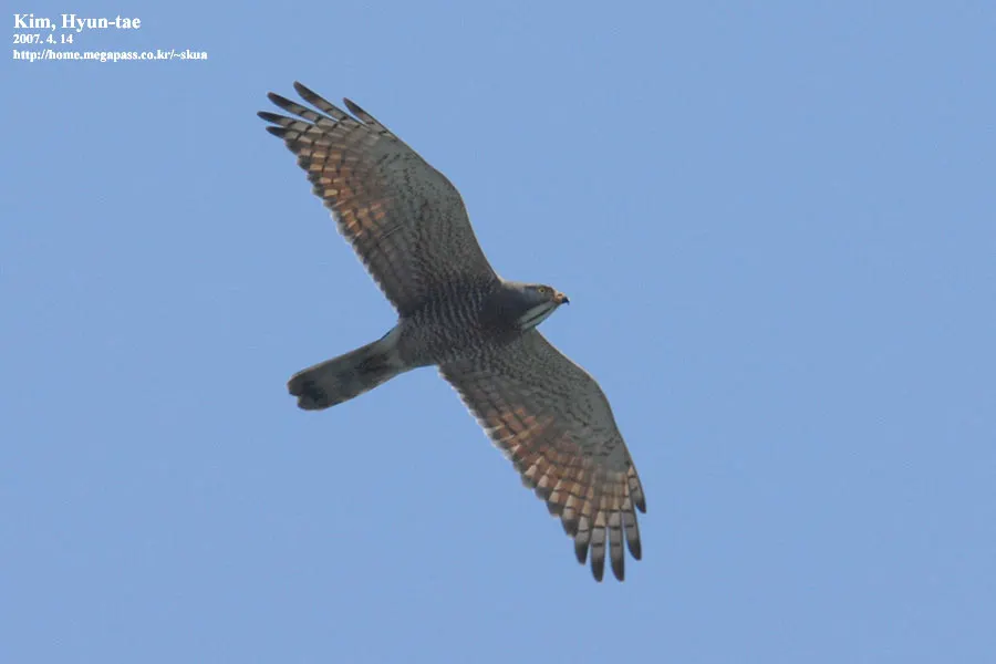 灰脸鵟鹰(Butastur indicus)