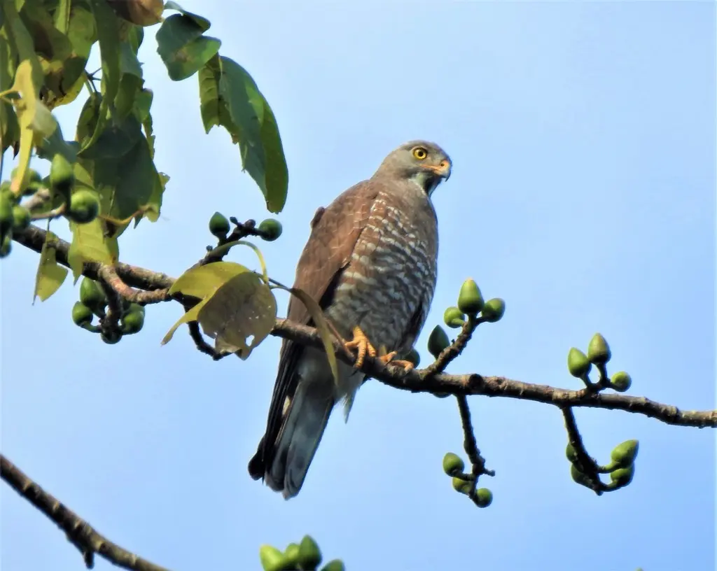 灰脸鵟鹰(Butastur indicus)