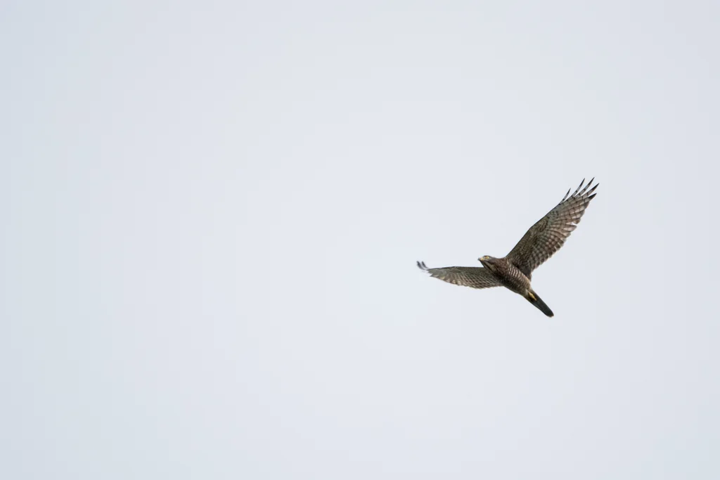 灰脸鵟鹰(Butastur indicus)