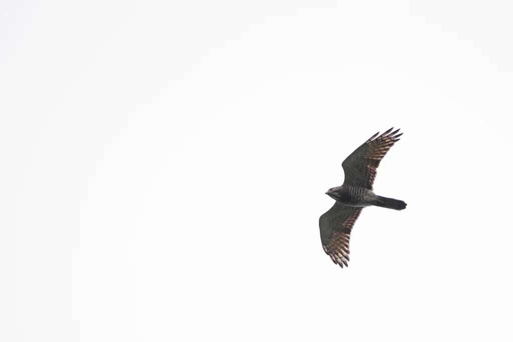 灰脸鵟鹰(Butastur indicus)