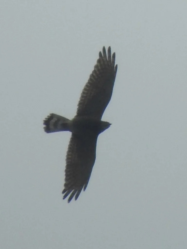 灰脸鵟鹰(Butastur indicus)