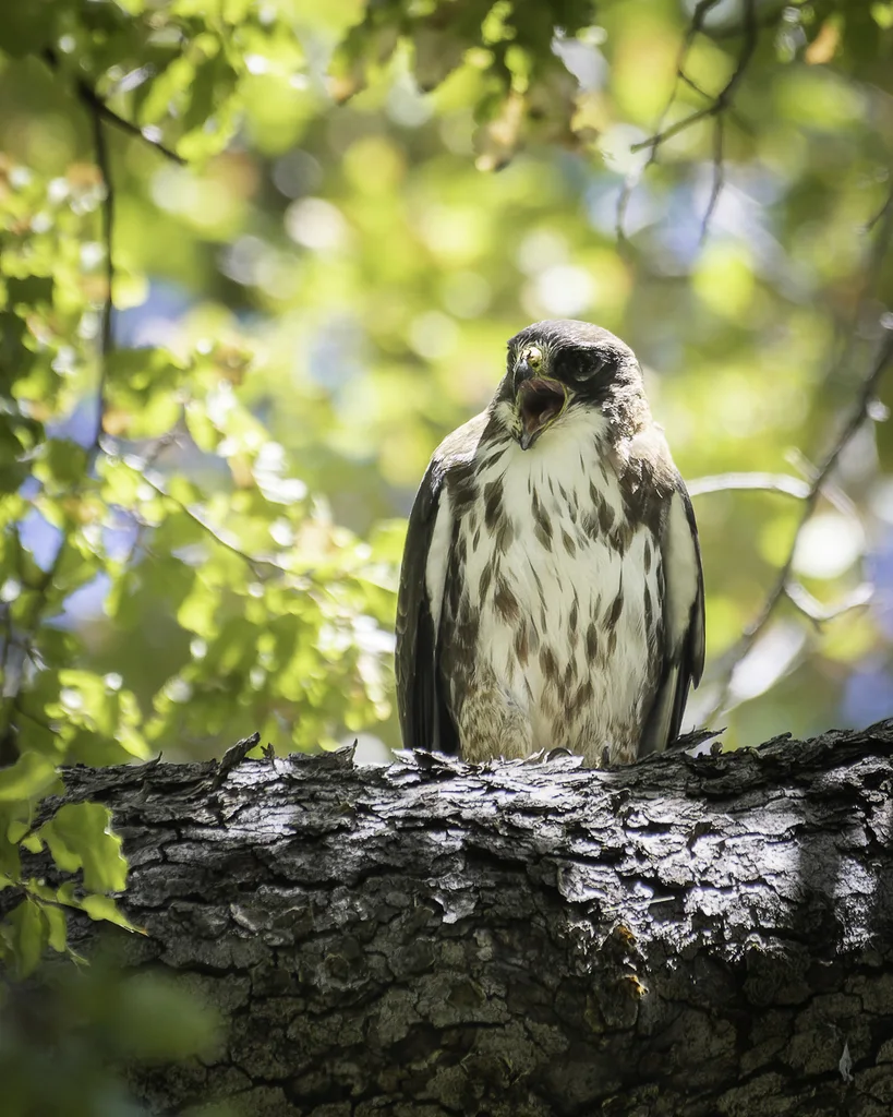 白喉鵟(Buteo albigula)