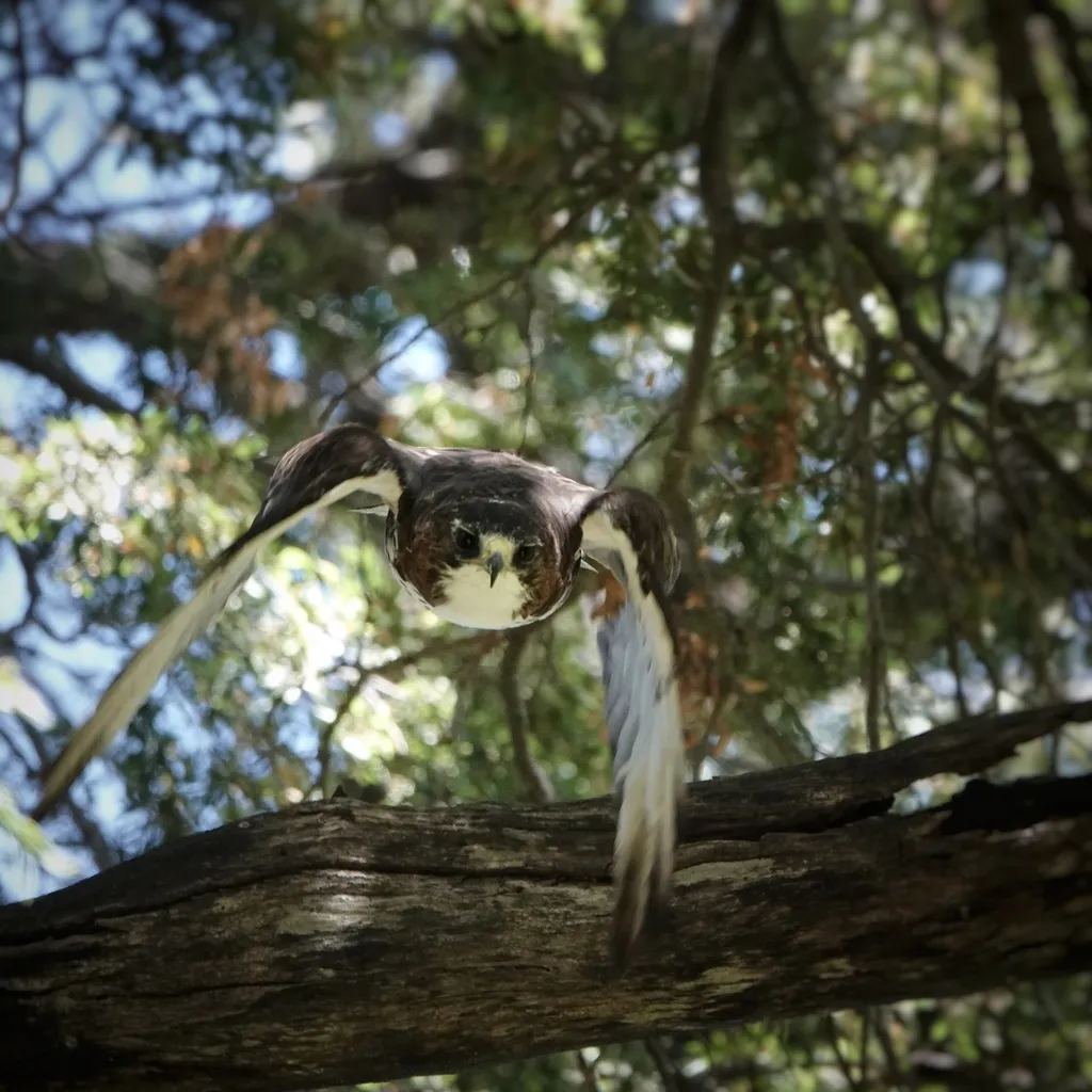 白喉鵟(Buteo albigula)