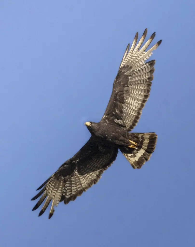 斑尾鵟(Buteo albonotatus)