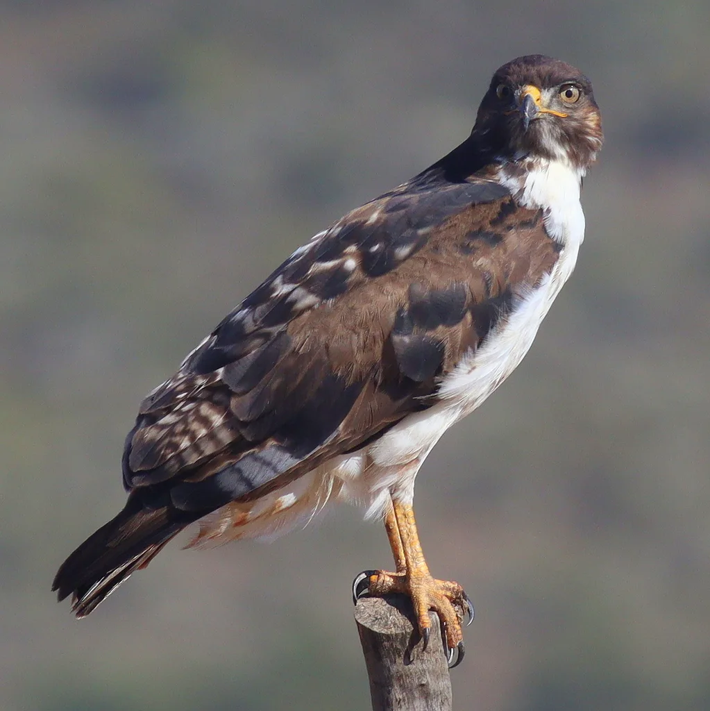 非洲鵟(Buteo augur)