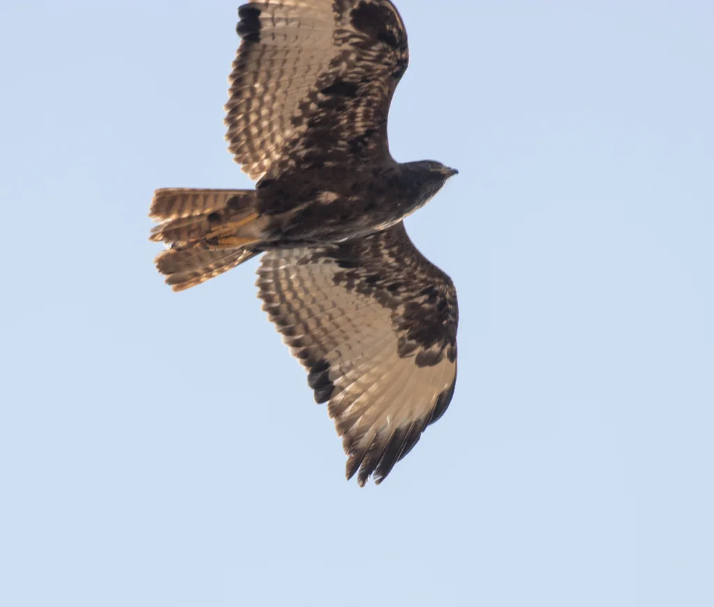 非洲鵟(Buteo augur)