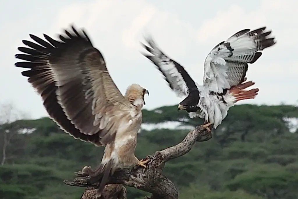 非洲鵟(Buteo augur)