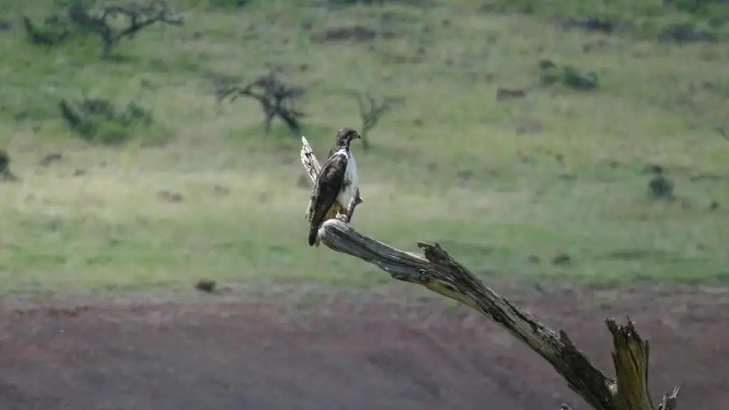非洲鵟(Buteo augur)