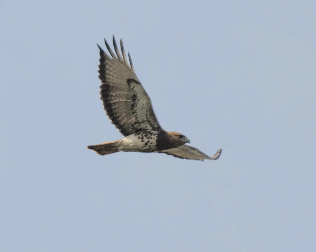 赤颈鵟(Buteo auguralis)