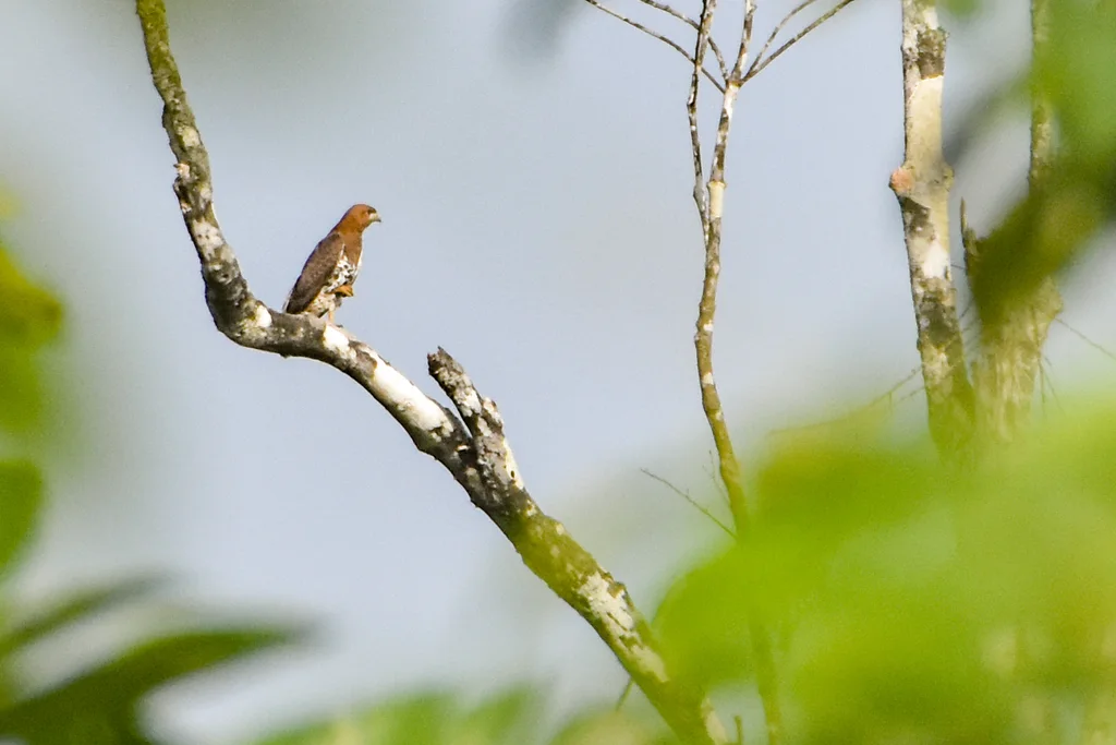 赤颈鵟(Buteo auguralis)