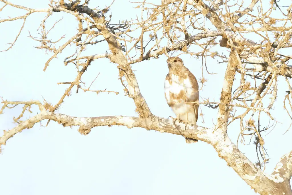 马岛鵟(Buteo brachypterus)