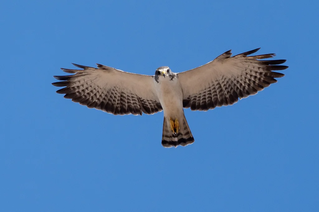 短尾鵟(Buteo brachyurus)