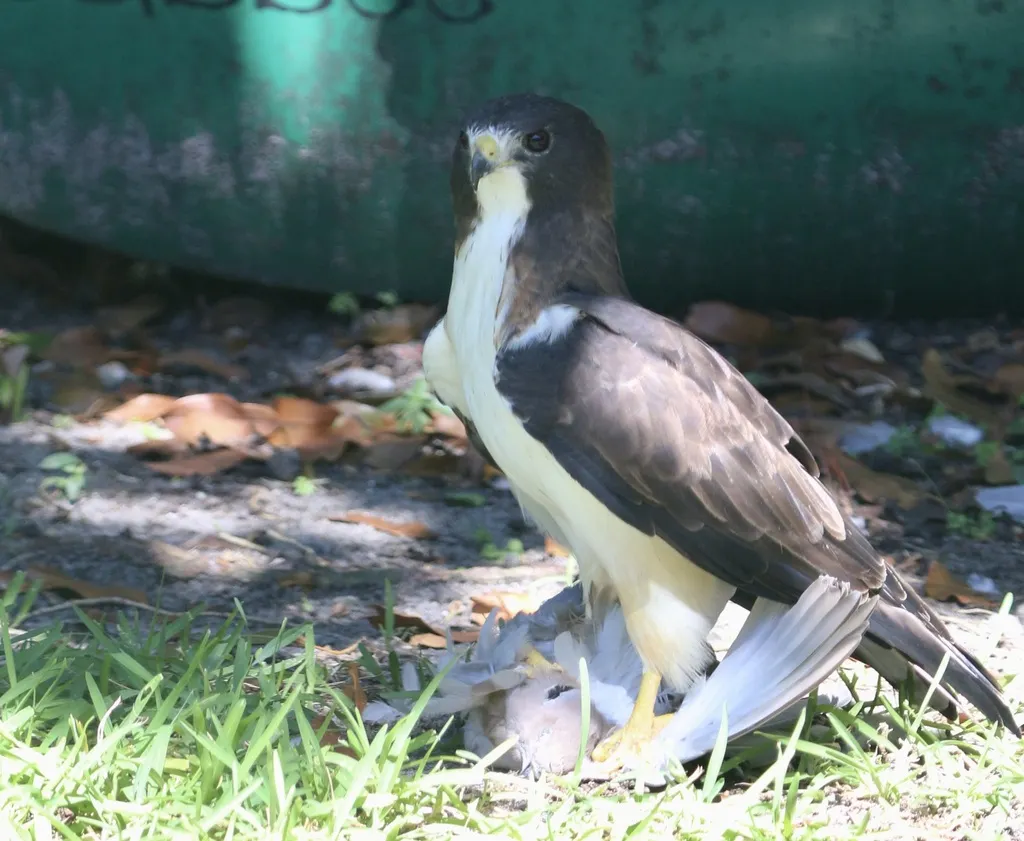 短尾鵟(Buteo brachyurus)