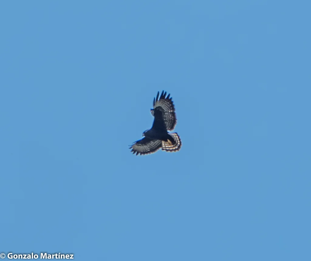短尾鵟(Buteo brachyurus)