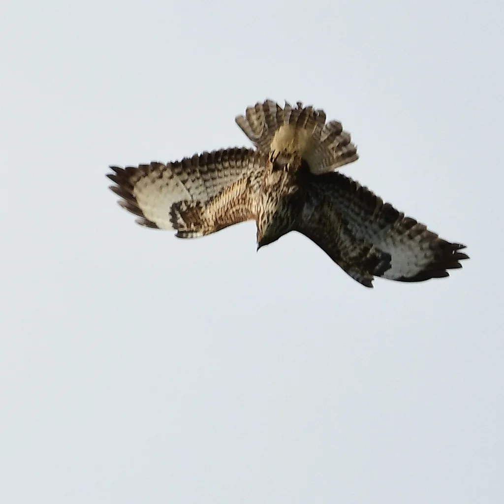 欧亚鵟(Buteo buteo)