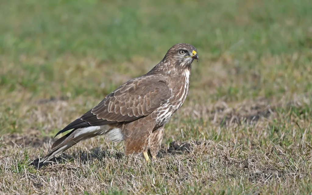 欧亚鵟(Buteo buteo)