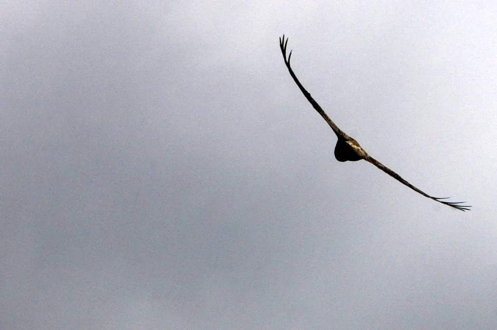 加岛鵟（Buteo galapagoensis）