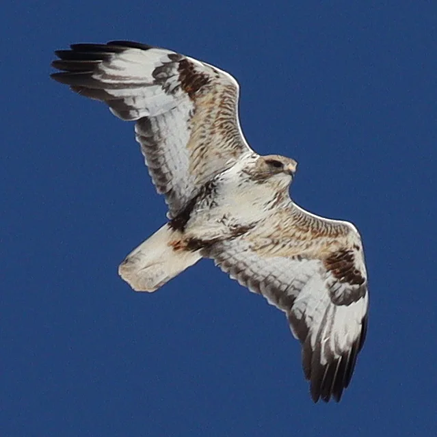 大鵟（Buteo hemilasius）