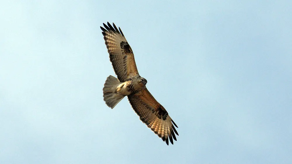 大鵟（Buteo hemilasius）