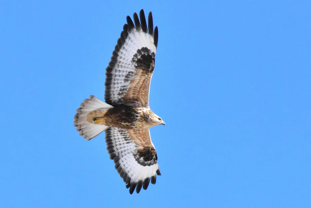大鵟（Buteo hemilasius）