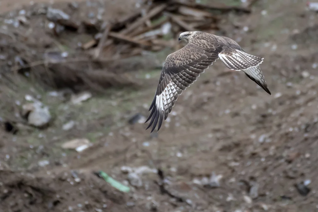 大鵟（Buteo hemilasius）