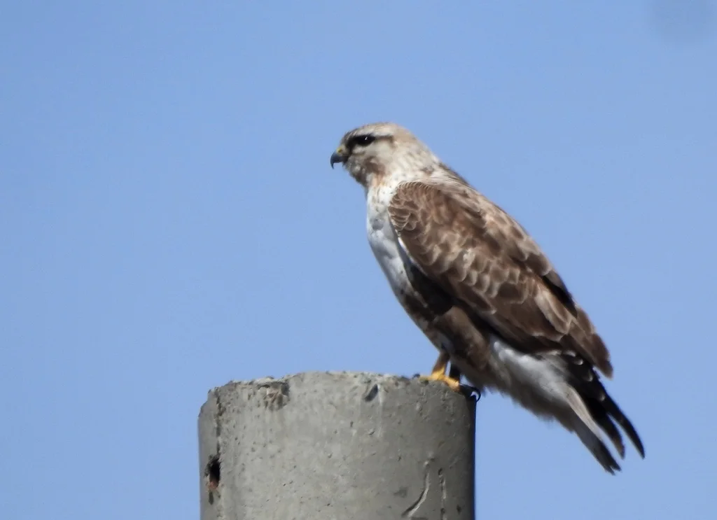 大鵟（Buteo hemilasius）