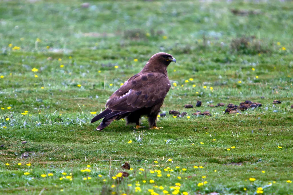大鵟（Buteo hemilasius）