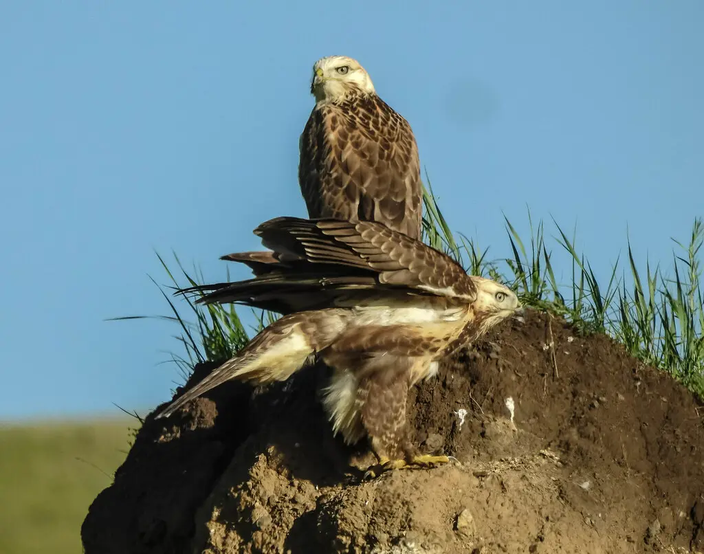 大鵟(Buteo hemilasius)