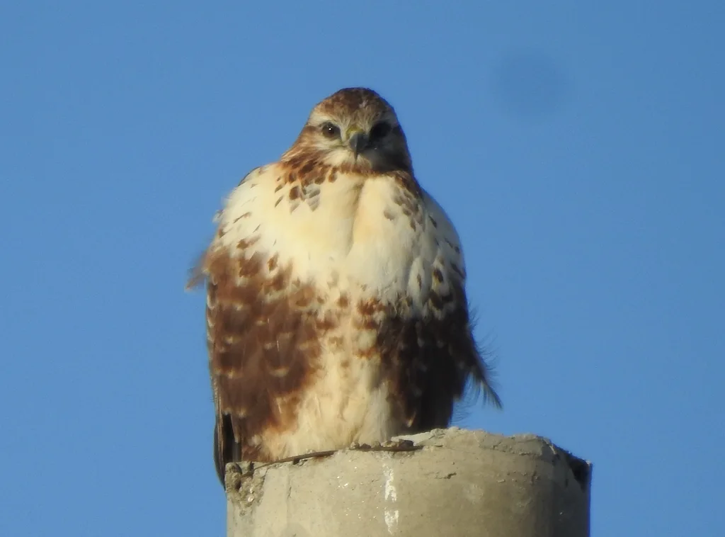 大鵟(Buteo hemilasius)