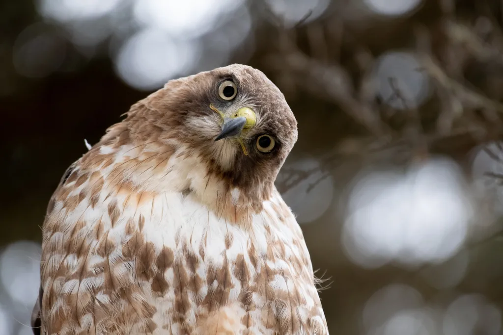 红尾鵟（Buteo jamaicensis）