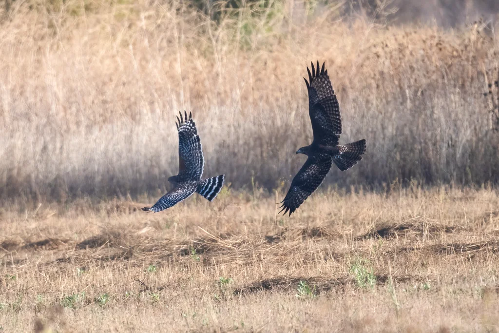 红尾鵟（Buteo jamaicensis）