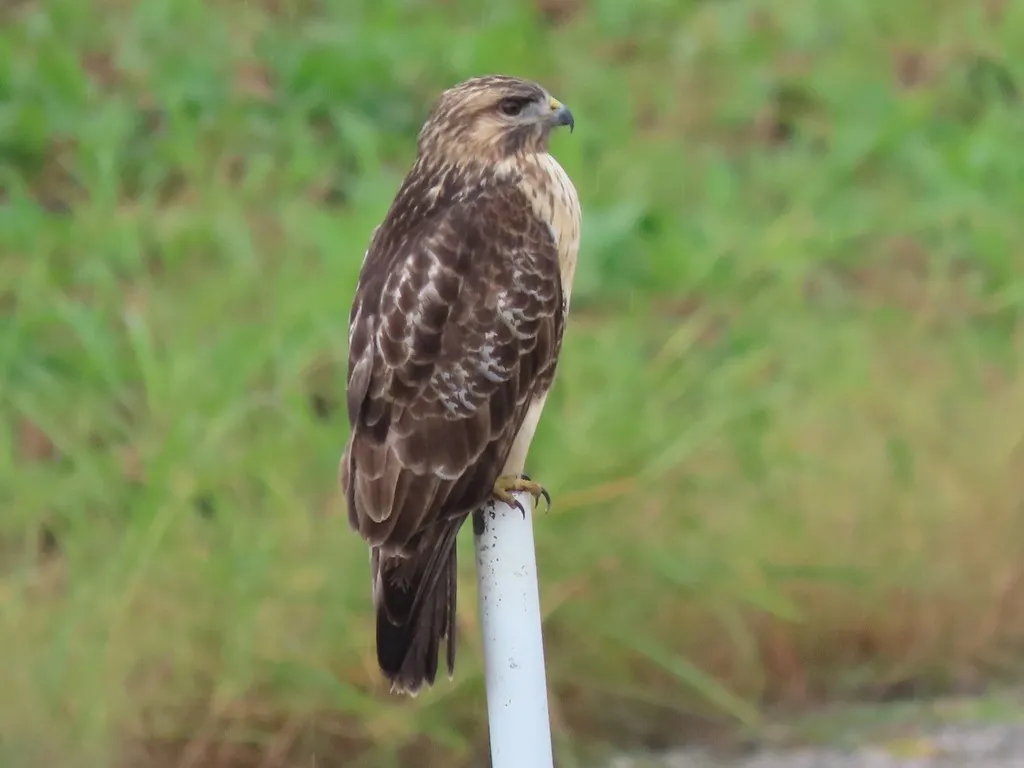 普通鵟(Buteo japonicus)