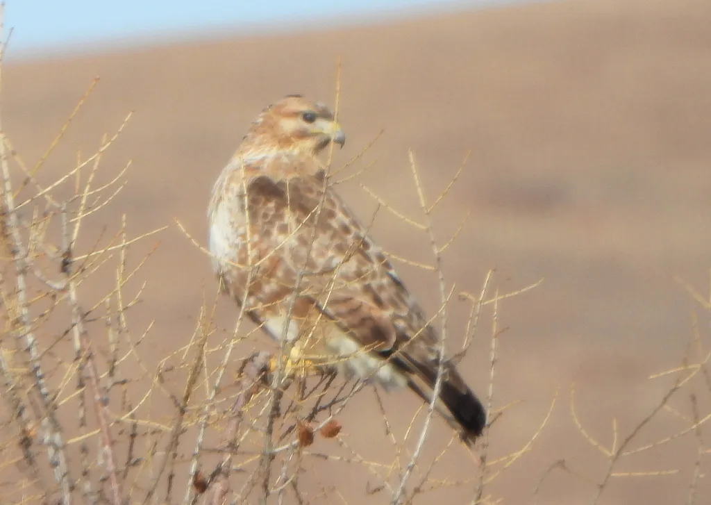 普通鵟(Buteo japonicus)