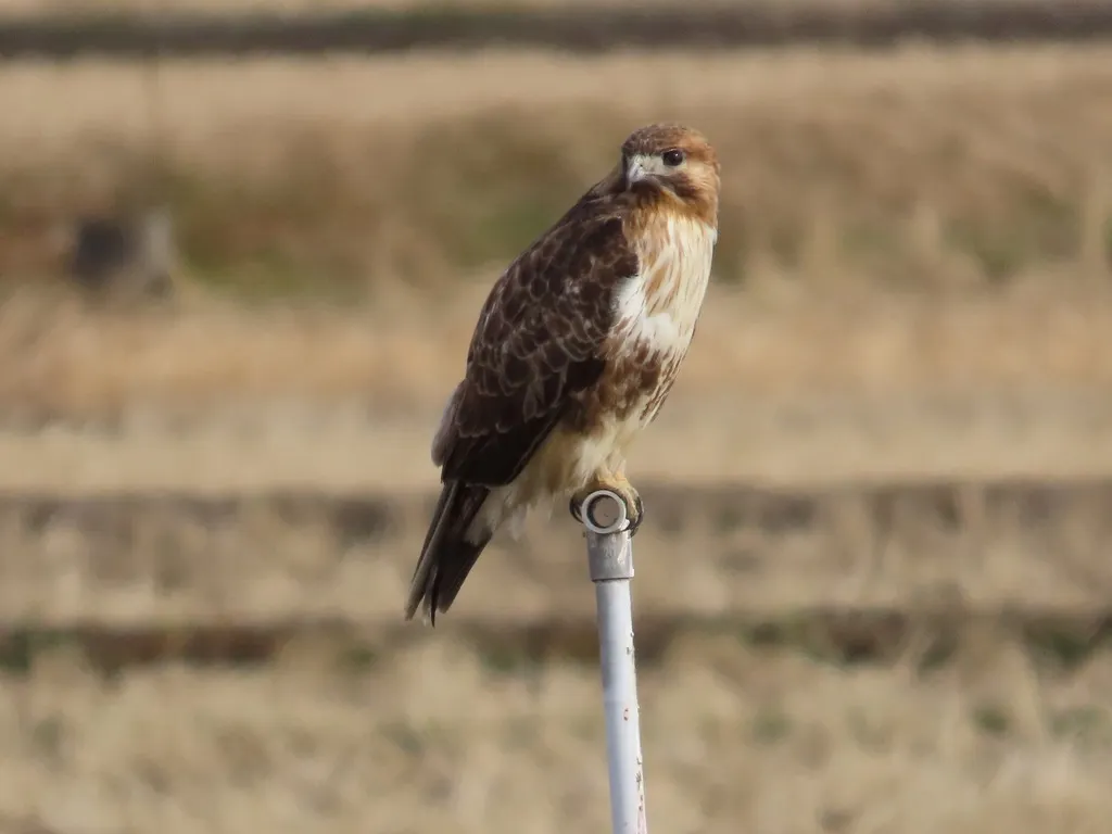 普通鵟(Buteo japonicus)