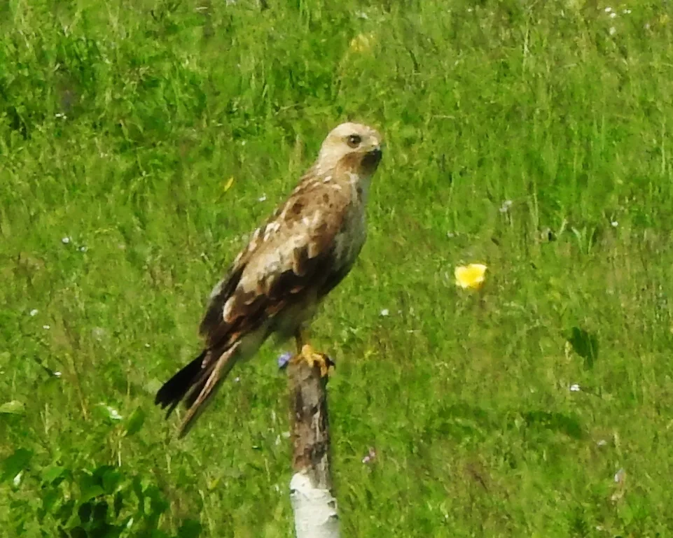 普通鵟(Buteo japonicus)