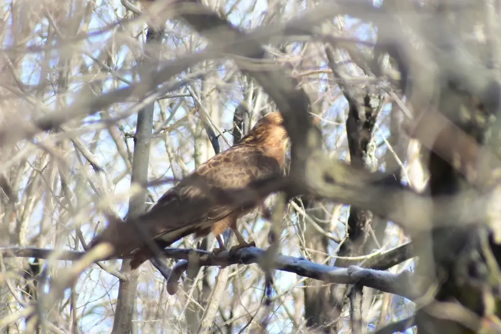 普通鵟(Buteo japonicus)