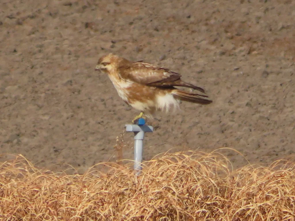 普通鵟(Buteo japonicus)