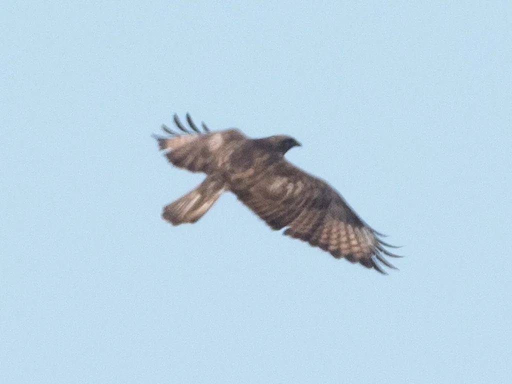 普通鵟(Buteo japonicus)
