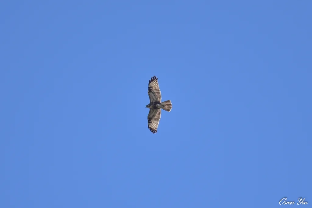 普通鵟(Buteo japonicus)
