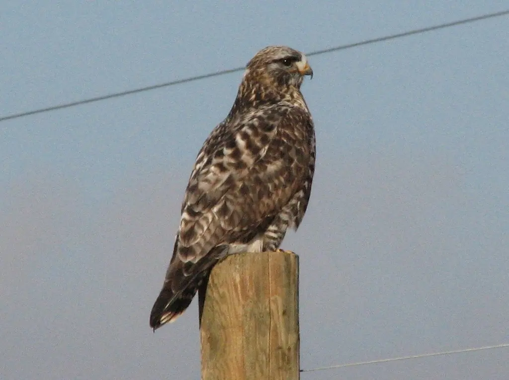 毛脚鵟(Buteo lagopus)