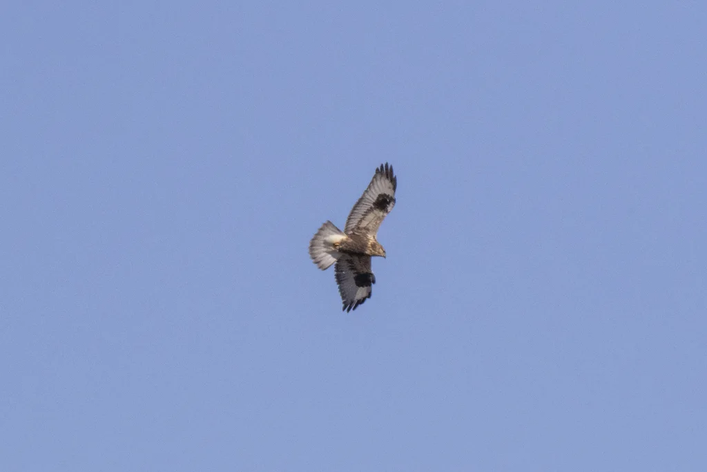 毛脚鵟(Buteo lagopus)