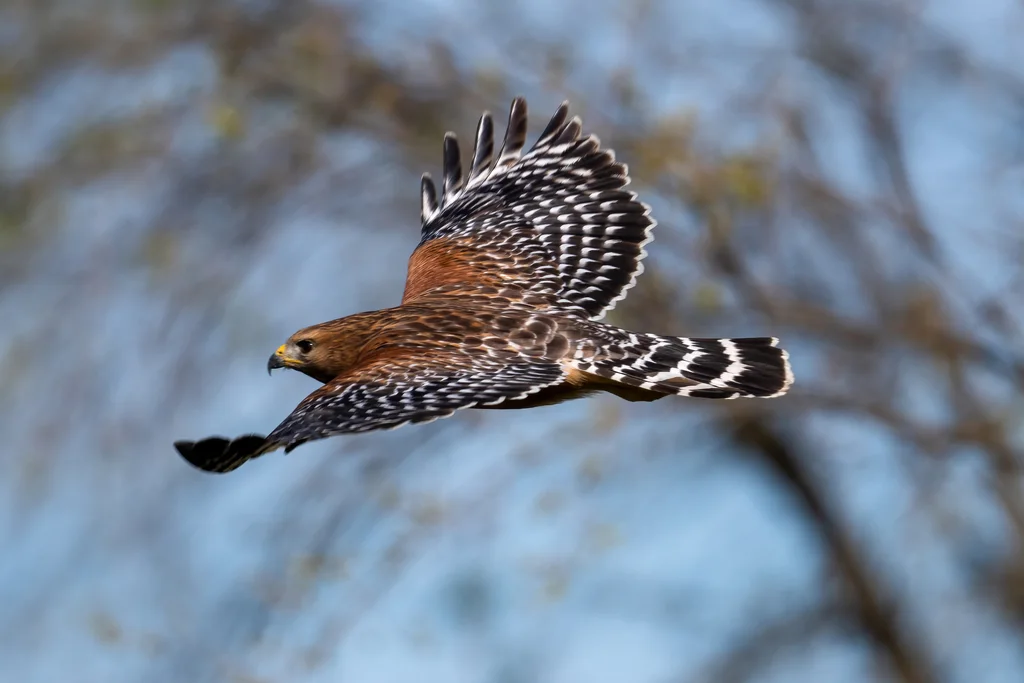 赤肩鵟(Buteo lineatus)