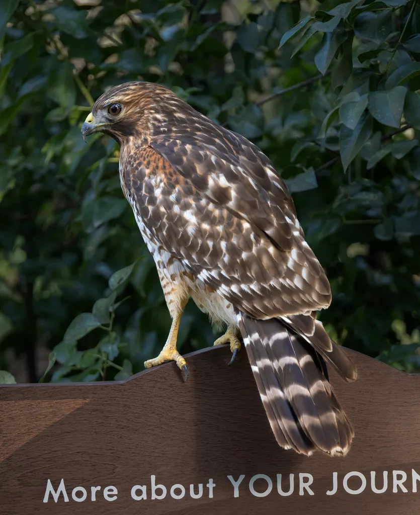 赤肩鵟(Buteo lineatus)