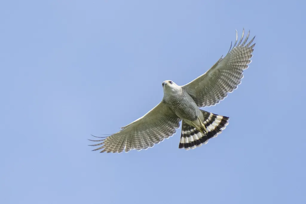 灰纹鵟(Buteo nitidus)